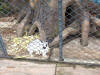 Rabbits - Chinese Zoo pictures