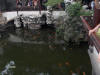 Fish Pond in the gardens
