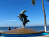 picture dolphin statue puerto vallarta - Sapphire princess cruise