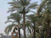 picture of date palms in Egypt